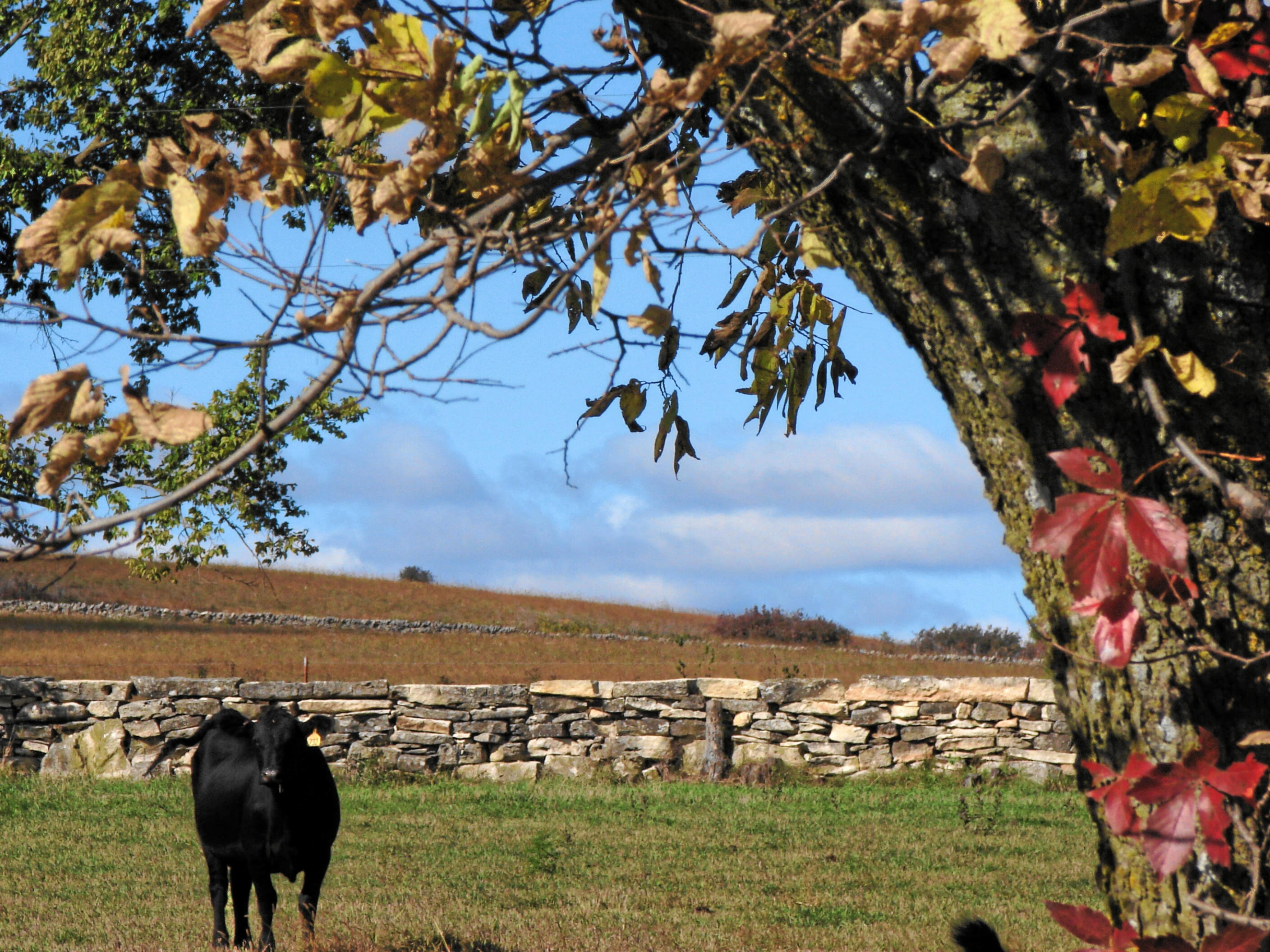 View showing restored stone fence in Wabaunsee County. Photo credit Nancy Crenshaw-Miller.