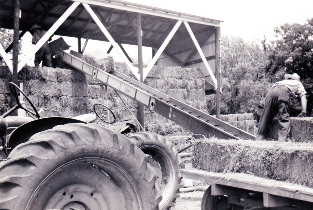 Hay elevator at work at the Priedts